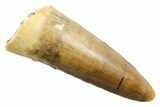 Fossil Spinosaurus Tooth - Real Dinosaur Tooth #362924-1